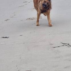 Mittags allein am Strand; Nachteil- kein Objekt zum Jagen 😅