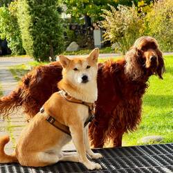 Mica wartet geduldig draußen vor dem Museum. Inzwischen kommt der Haushund und stellt sich zu Mica!