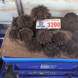Sea urchin