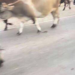 Cows coming home
