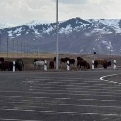 The horses that delayed our border crossing