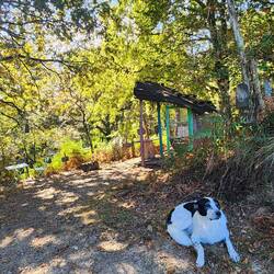 Lovely old dog at pilgrim rest spot