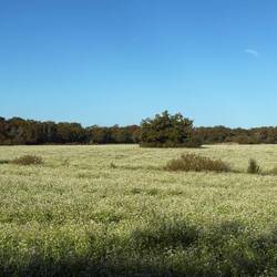 Blühendes Rettichfeld