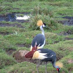 Südafrika-Kronenkranich, das Nationaltier Ugandas