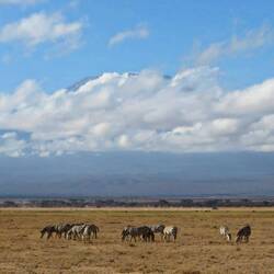 Blick auf den Kilimandscharo