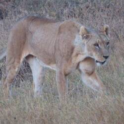 Löwin auf der Jagd am Abend