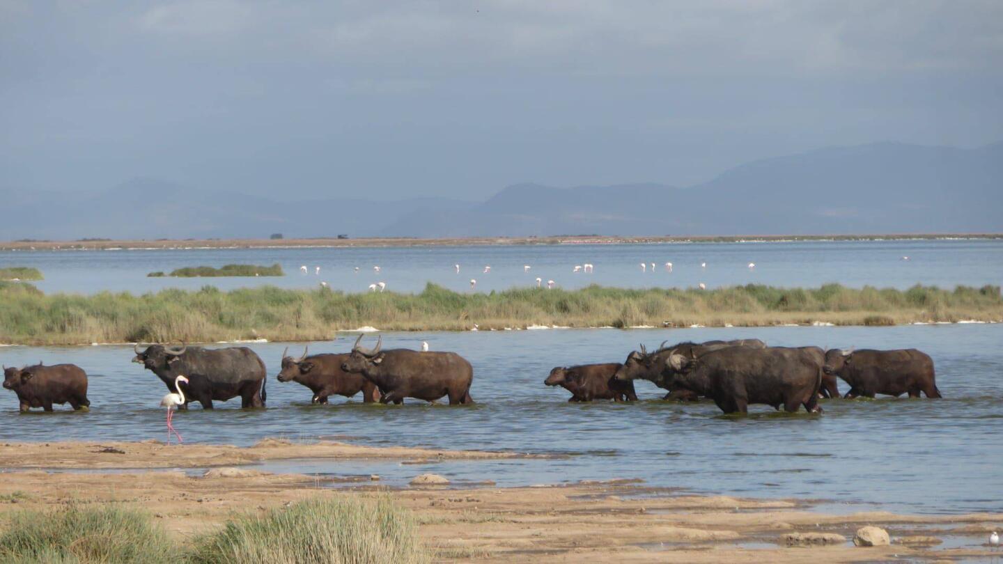Mehrere Büffel durchqueren den flachen Lake Amboseli