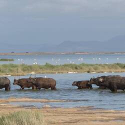 Mehrere Büffel durchqueren den flachen Lake Amboseli