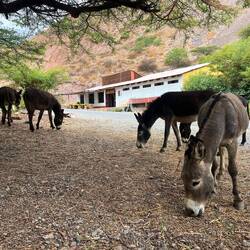 The thermal baths with the local donkeys (view from tent)