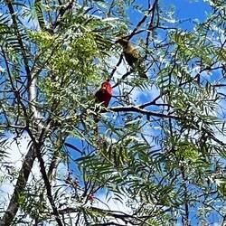 Brightly coloured birds
