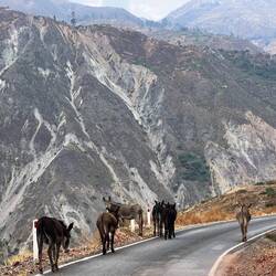 Mules and donkeys are traditional transport in the mountains...