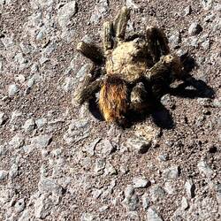 A Tarantula (dead)