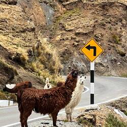 And here are the Llamas