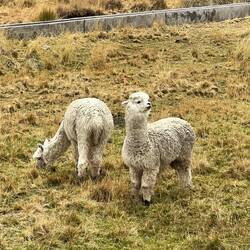 We get close to Alpaca