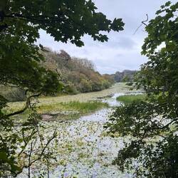 Bosherston Lily Ponds
