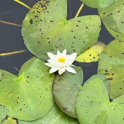 Bosherston Lily Ponds