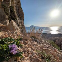 Überall schöne, aber giftige Allraunen
