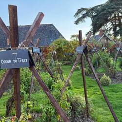 Over 700 types of tomatoes