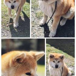 sehr verspielter, 3 Monate alter Haushund Bubu