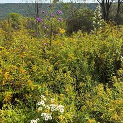 Goldenrod and white and purple aster