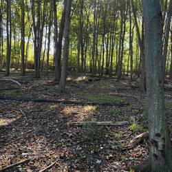 Hiking trail Maumee State Park