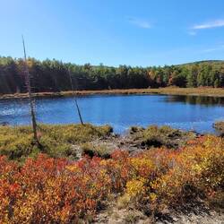 One of the Beaver ponds?