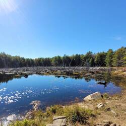 Beaver Pond 2