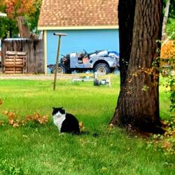 Es gibt also doch Katzen in den USA🤣