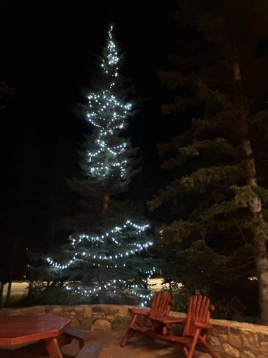Der Weihnachtsbaum steht auch schon
