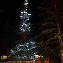 Der Weihnachtsbaum steht auch schon