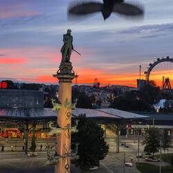 Beautiful morning sun and dive bombing pigeon!