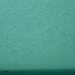 Tausende von Fischen im Burggraben 🤷🏼