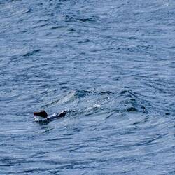 Pinguin gefunden 😂😂😂