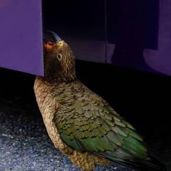 Kea 1