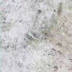 Die Fische unter unserem Haus