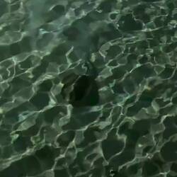 Abends beim Zähneputzen sehe ich oft Stechrochen vom Balkon aus