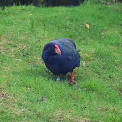 A takahe, endangered, and rather odd-looking