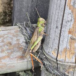 Heuschreck ,Flip' ist ganz schön groß hier