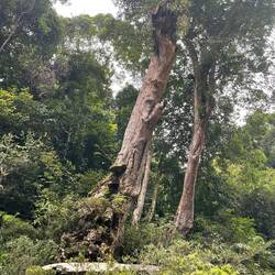 Totholz mit Pilzen am Stamm und Kannenpflanzen ganz oben