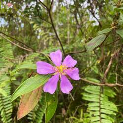Strauch gegen Husten und Grippe