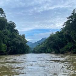Primärregenwald 🤩