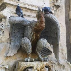 Tauben füttern Adler