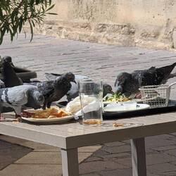 Was Gäste übrig lassen, fressen die Tauben