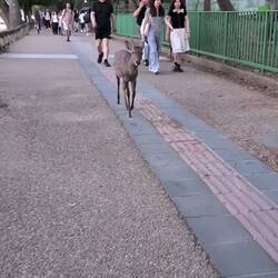 Auf dem Weg zum Park in Nara