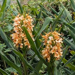 Lily ginger