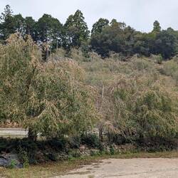 Weeping cherry trees