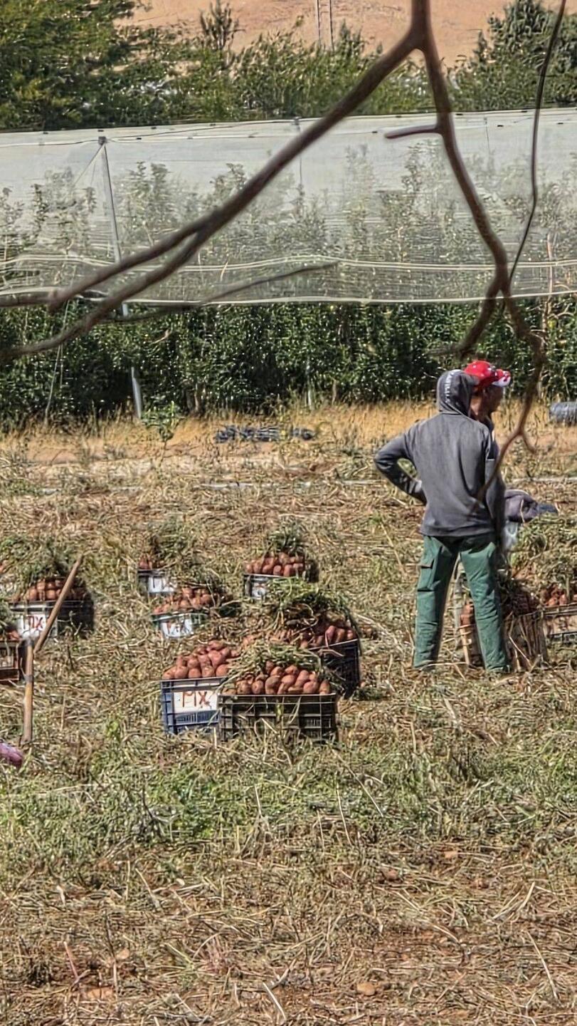Harvest time. Sweet potatoes