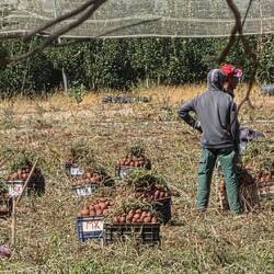 Harvest time. Sweet potatoes