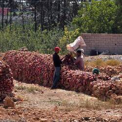 Onions being stacked for drying