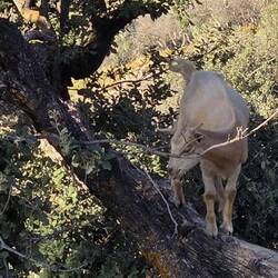 Goats everywheee, also in the trees.